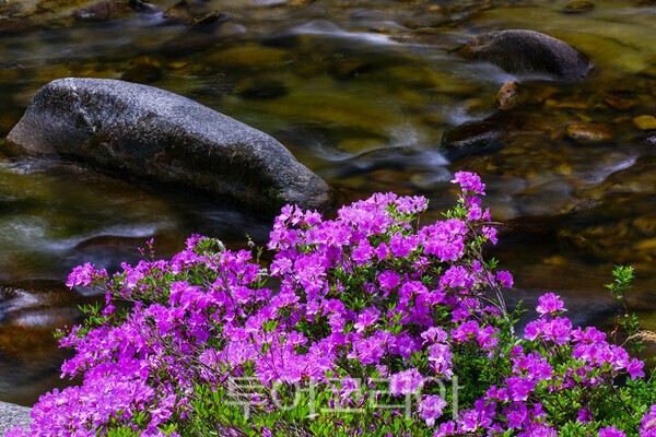 월성계곡에 피어난 수달래의 모습 / 사진_투어코리아 유지훈 기자