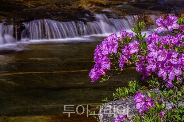 월성계곡에 피어난 수달래의 모습 / 사진_투어코리아 유지훈 기자