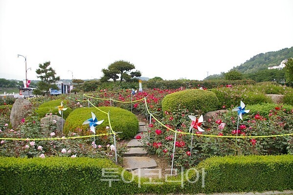 삼척장미축제 ⓒ투어코리아