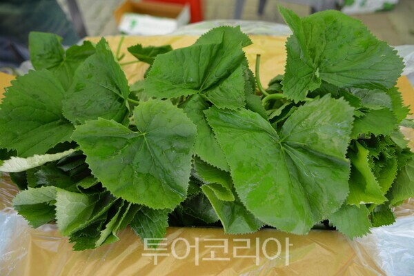 앙구곰취 ⓒ투어코리아