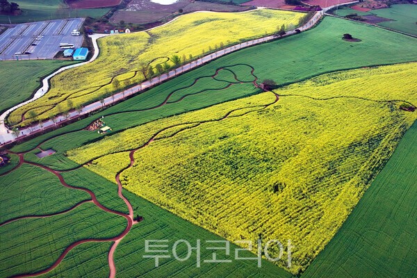하늘에서 본 고창 학원농장의 청보리밭과 유채꽃의 아름다운 모습 / 사진_투어코리아 유지훈 기자