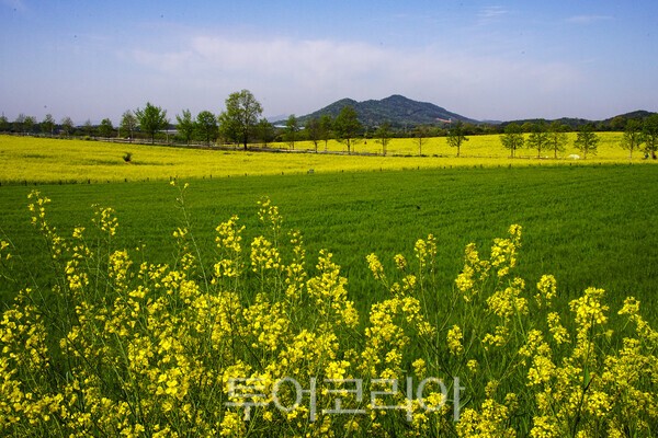 고창 학원농장의 청보리밭과 유채꽃의 아름다운 모습 / 사진_투어코리아 유지훈 기자