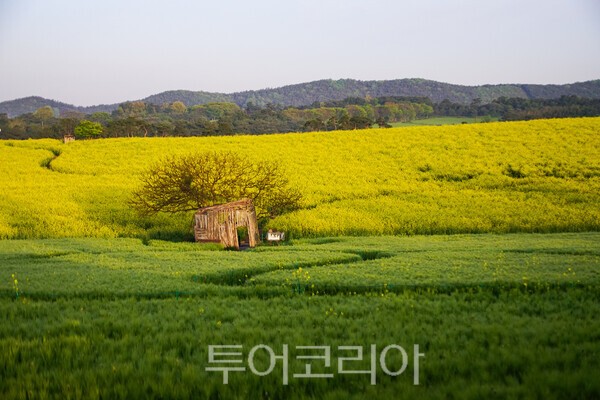 고창 학원농장의 청보리밭과 유채꽃의 아름다운 모습 / 사진_투어코리아 유지훈 기자