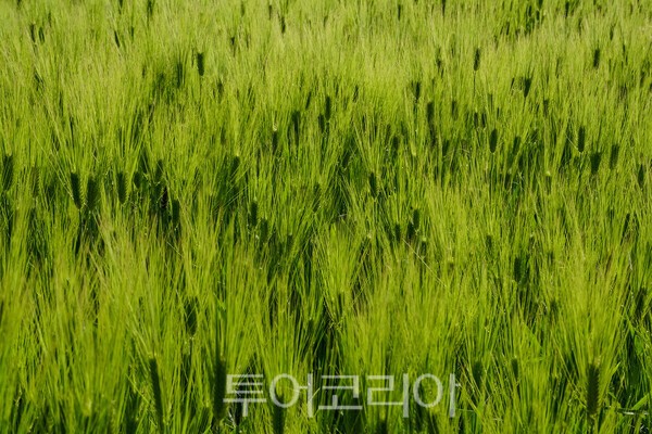 고창 학원농장의 청보리밭 모습 / 사진_투어코리아 유지훈 기자