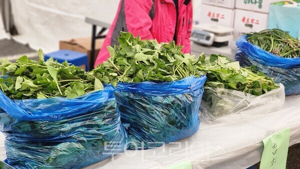 홍천의 산과 들에서 자란 산나물/사진=홍천군