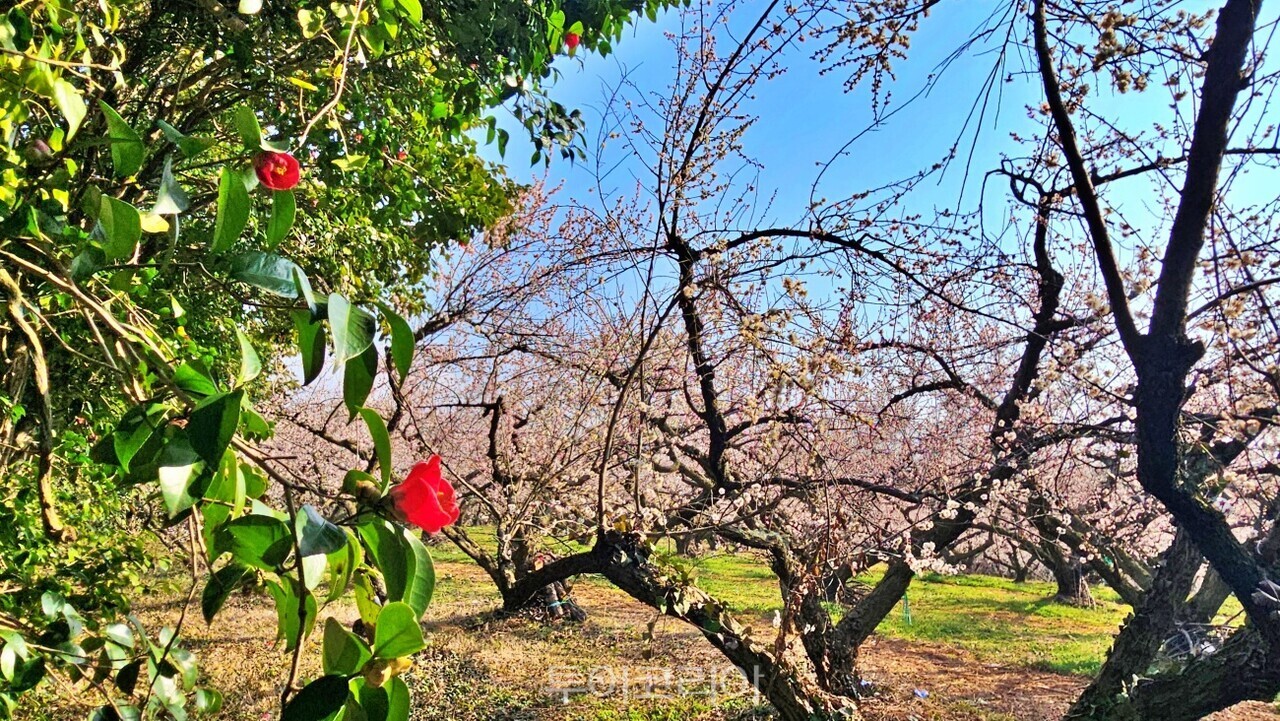 해남 보해매실농원/사진-투어코리아