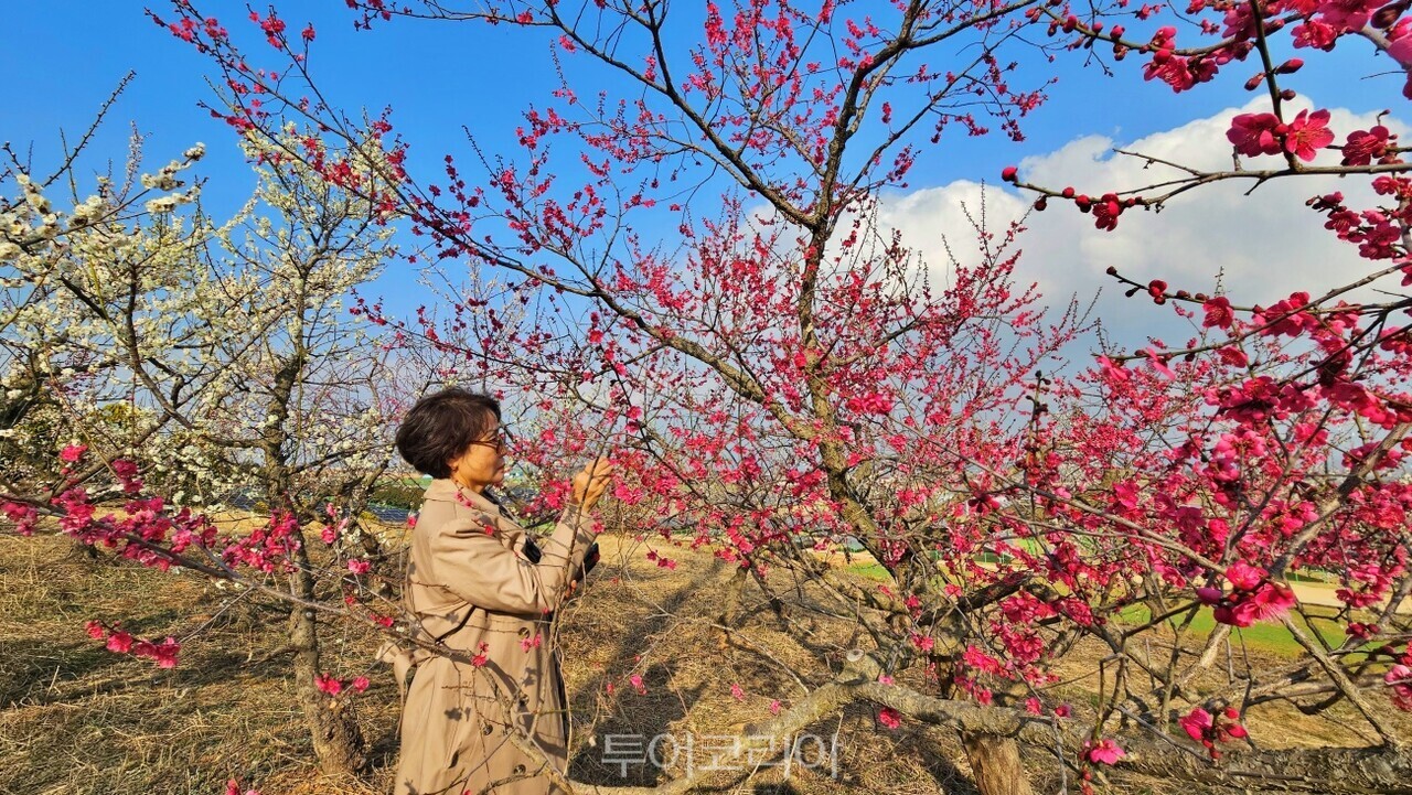 해남 보해매실농원/사진-투어코리아