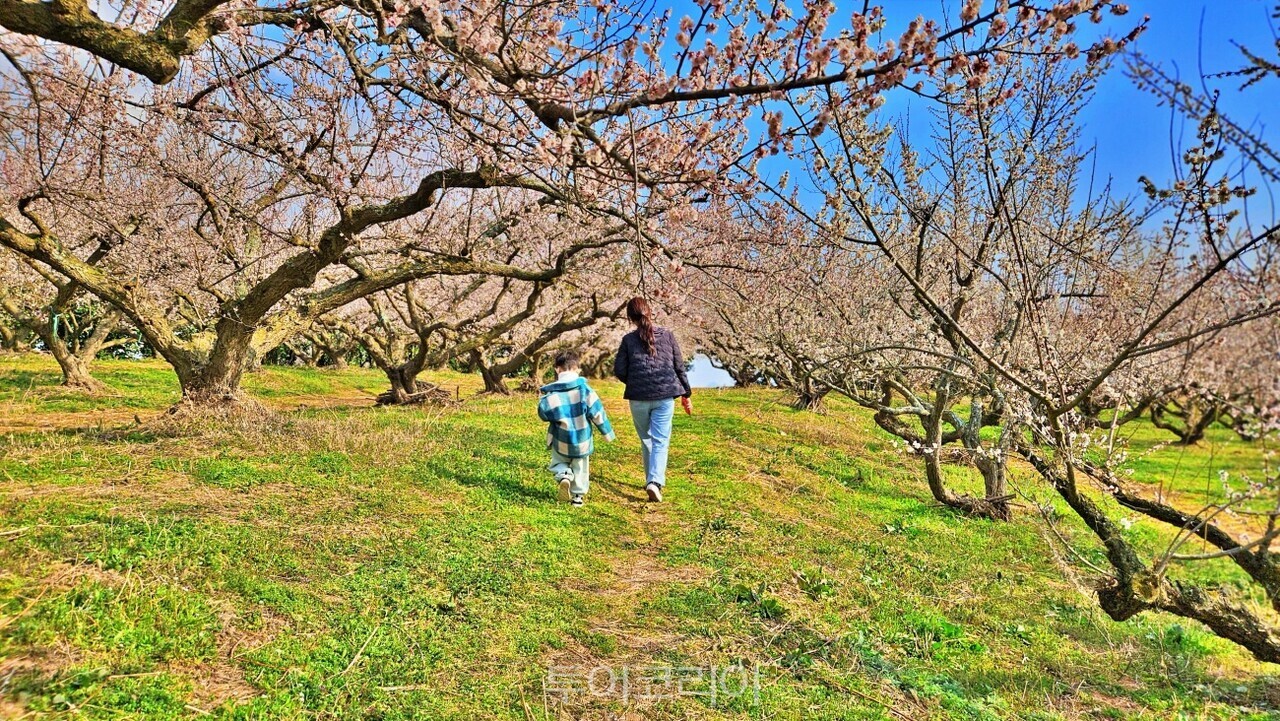 해남 보해매실농원/사진-투어코리아
