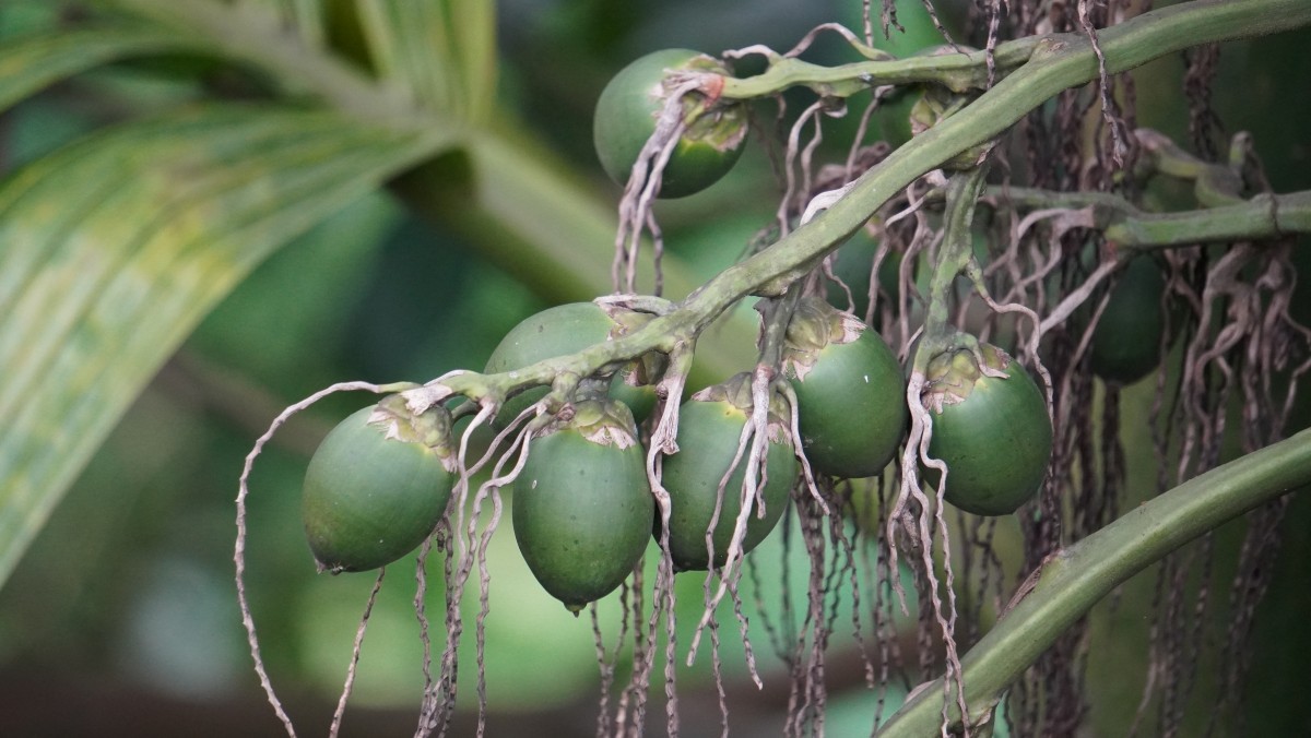 빈랑 자료 사진. / Sumita Basak-shutterstock