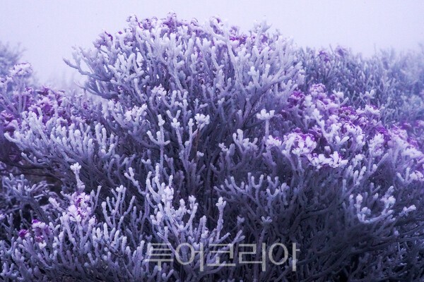 덕유산의 털진달래와 상고대_사진 / 투어코리아 유지훈 기자