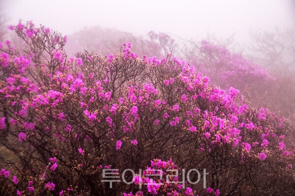 덕유산 털진달래의 모습_사진 / 투어코리아 유지훈 기자