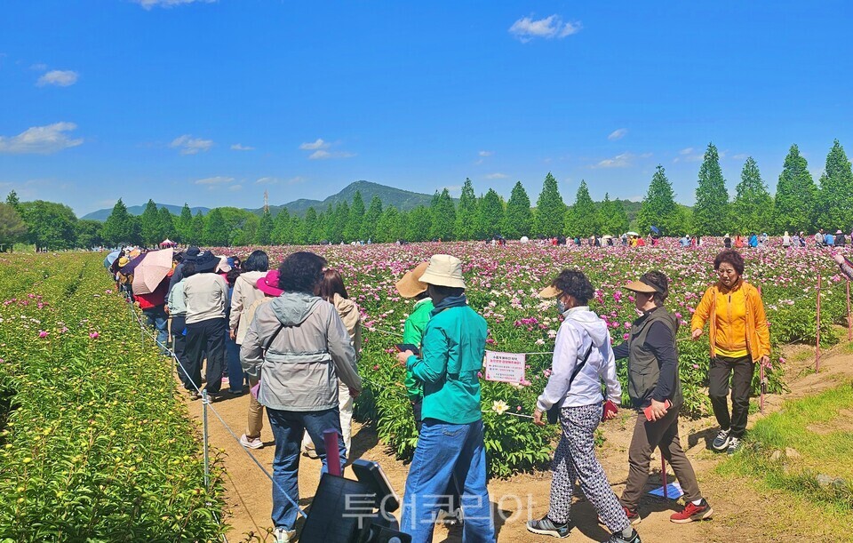 아름답게 개화한 작약꽃을 보기 위해 몰려온 관광객들/사진=합천군