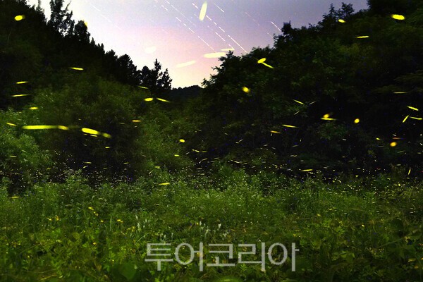 무주 운문산 반딧불이의 모습 _사진 / 투어코리아 유지훈 기자