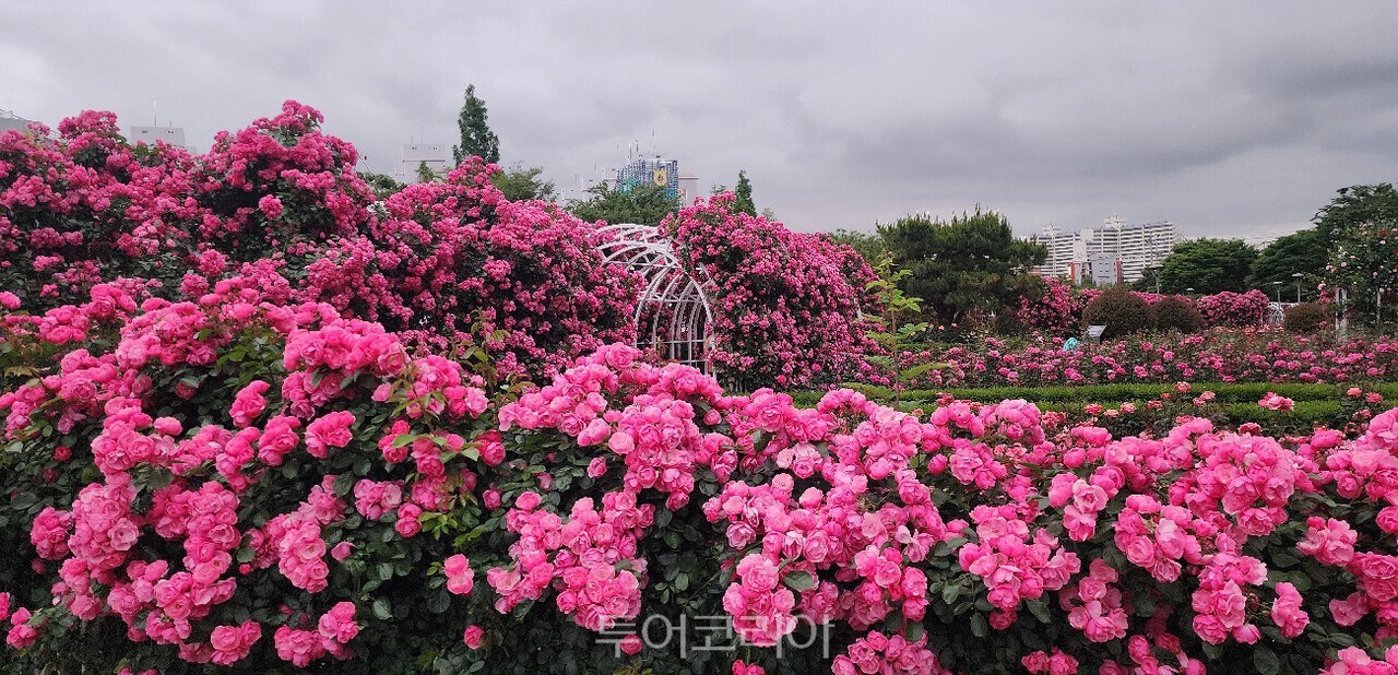 광양 중마동 장미공원/사진-광양시