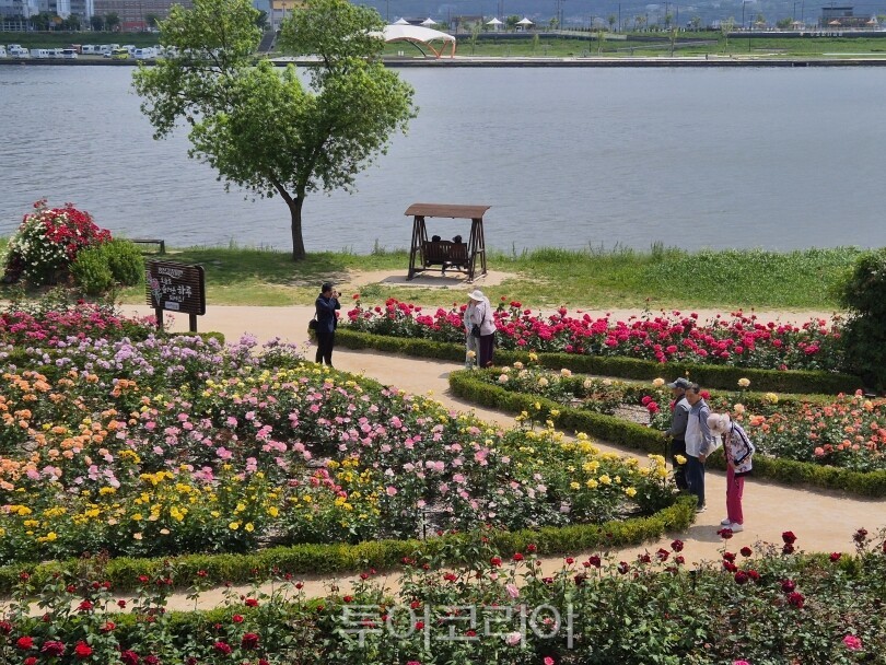 포항 형산강 장미원/사진-포항시