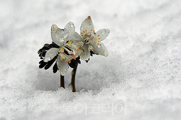 사진 / 적상산 너도바람꽃의 모습_투어코리아 유지훈 기자