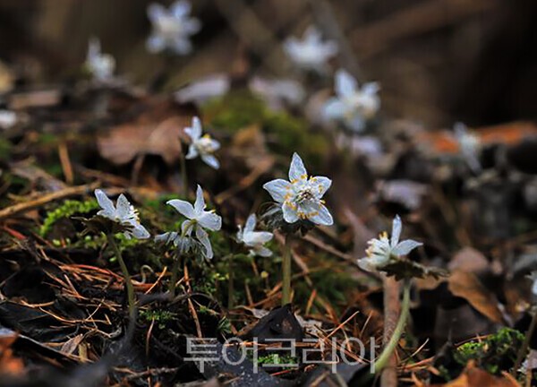 ​사진 / 적상산 너도바람꽃의 모습_투어코리아 유지훈 기자
