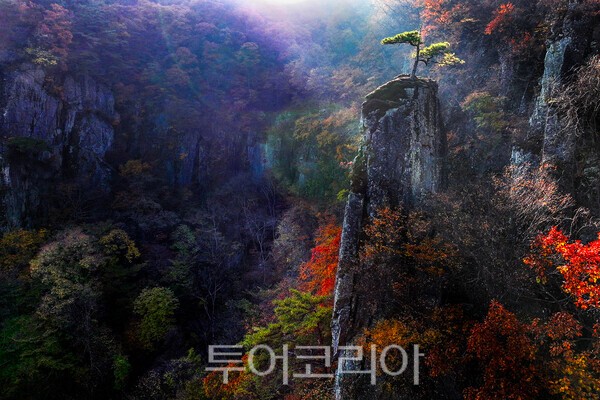 사진 / 적상산 천년송의 자태_투어코리아 유지훈 기자