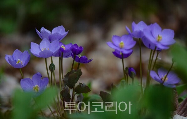 사진 / 유명산_깽깽이풀(위기종)_국립자연휴양림관리소 제공