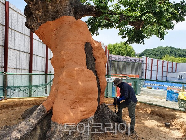 사진 / 보호수를 진료하는 모습