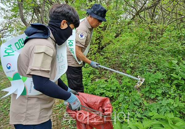 사진 / 산림청 관계자가 산림정화 활동을 하고 있는 모습