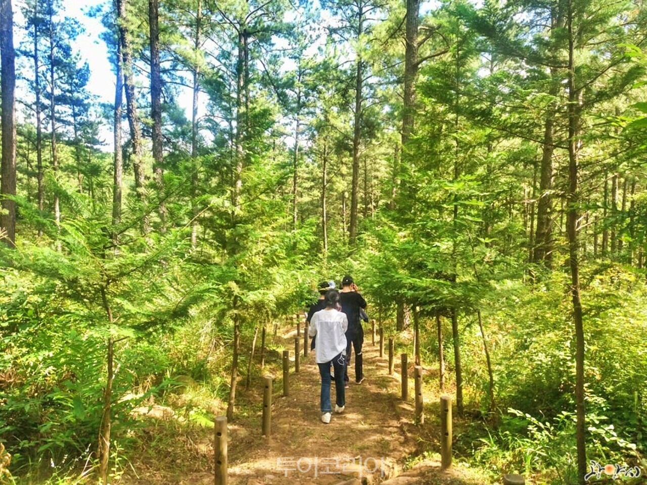 백운산 계곡 백운산자연휴양림 캠핑장 백운산 등산로 백운산산림박물관 백운산 전경/사진-광양시