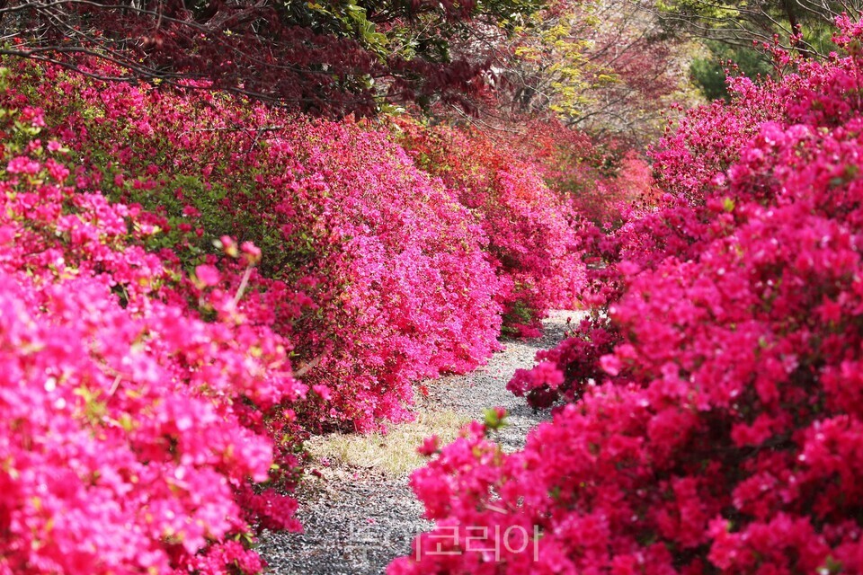 남미륵사 봄 풍경 ⓒ투어코리아