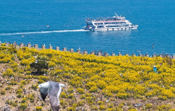 Photo shows the rapeseed flower sea and black-tailed gulls perching on Hailv Island of Rongcheng City in Shandong Province, east China. (Photo by Li Xinjun)