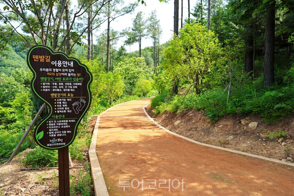 보성 제암산자연휴양림 숲속 맨발길/사진=보성군