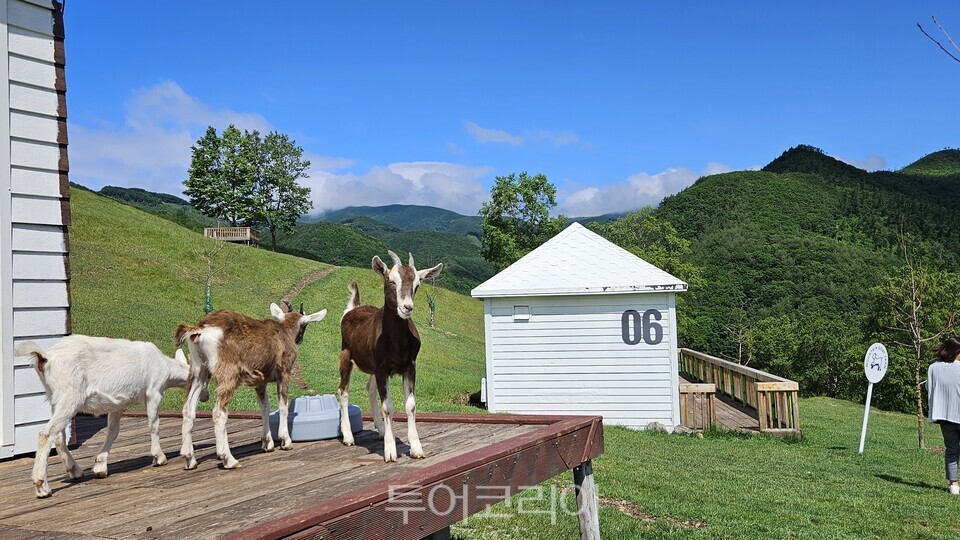 몽토랑산양목장  ⓒ투어코리아