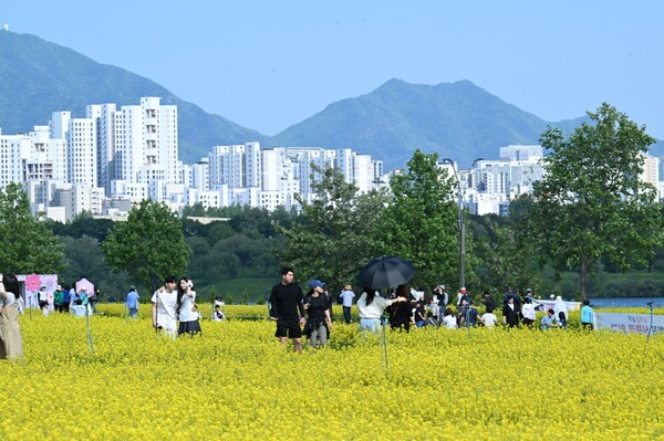  봄, 구리한강시민공원의 유채꽃밭 풍경 / 사진제공 = 구리시