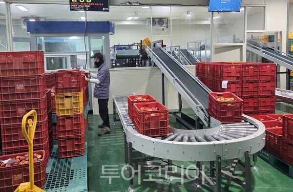 경북 영천시 금호농협 농산물산지유통센터(APC)에서 복숭아 AI 스마트 선별라인이 이달 중 본격 가동에 들어간다./사진-영천시