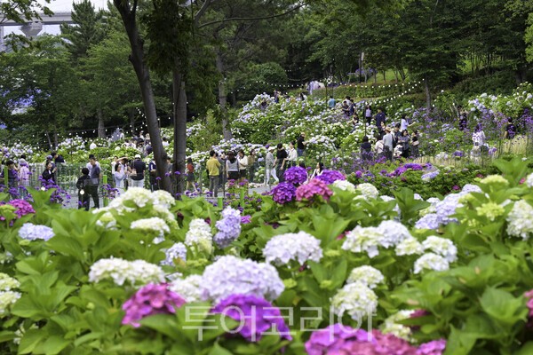 2026 제5회 장생포 수국 페스티벌 곳곳에 조성된 대규모 수국 군락과 포토존./사진-울산 남구