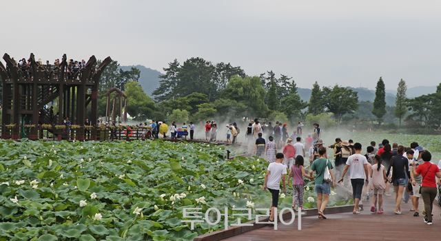 무안연꽃축제 /사진-무안군