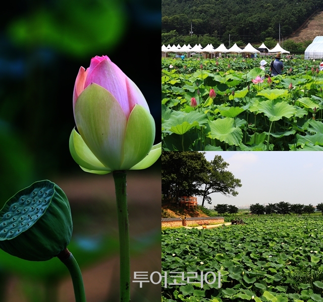 시흥 관곡지-연꽃테마파크 /사진-시흥시