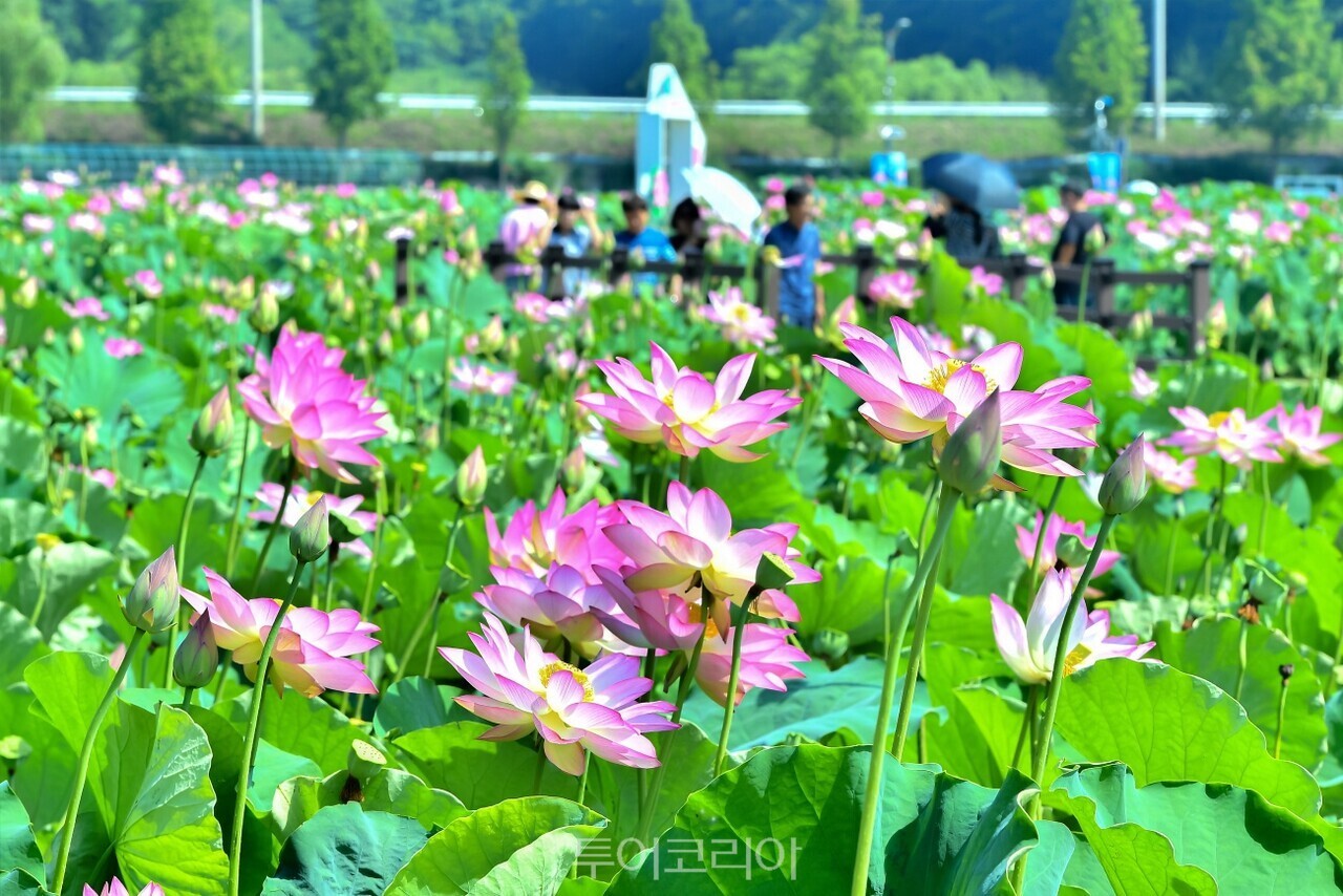 함안 연꽃테마파크 /사진-함안군