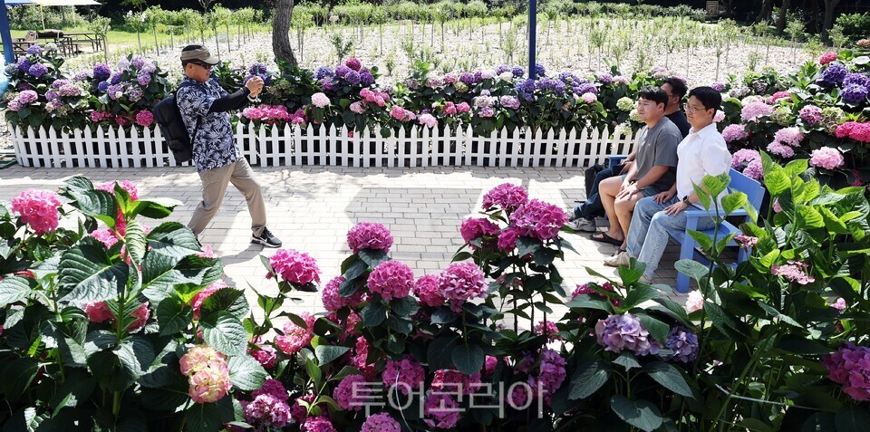 강진수국축제 현장/사진=강진군
