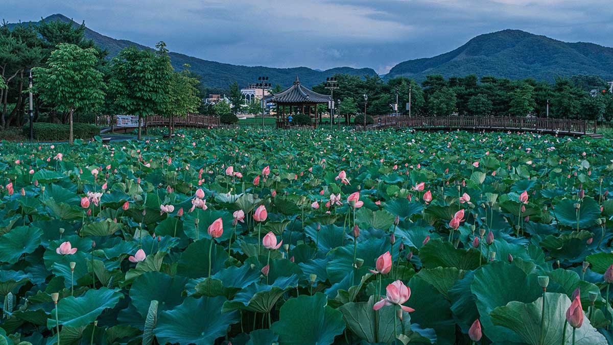 아산 신정호수공원 연꽃 군락. 호수 주변 산책로 옆으로 연잎과 분홍빛 연꽃이 넓게 피어 있다. / 한국관광공사 포토코리아-김영호