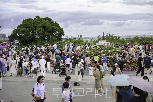 '장생포 수국, 설렘을 타다'를 주제로 열린 '2026 제5회 장생포 수국페스티벌'이 지난 19일부터 28일까지 10일간의 일정을 마치고 성황리에 막을 내렸다./사진-울산 남구