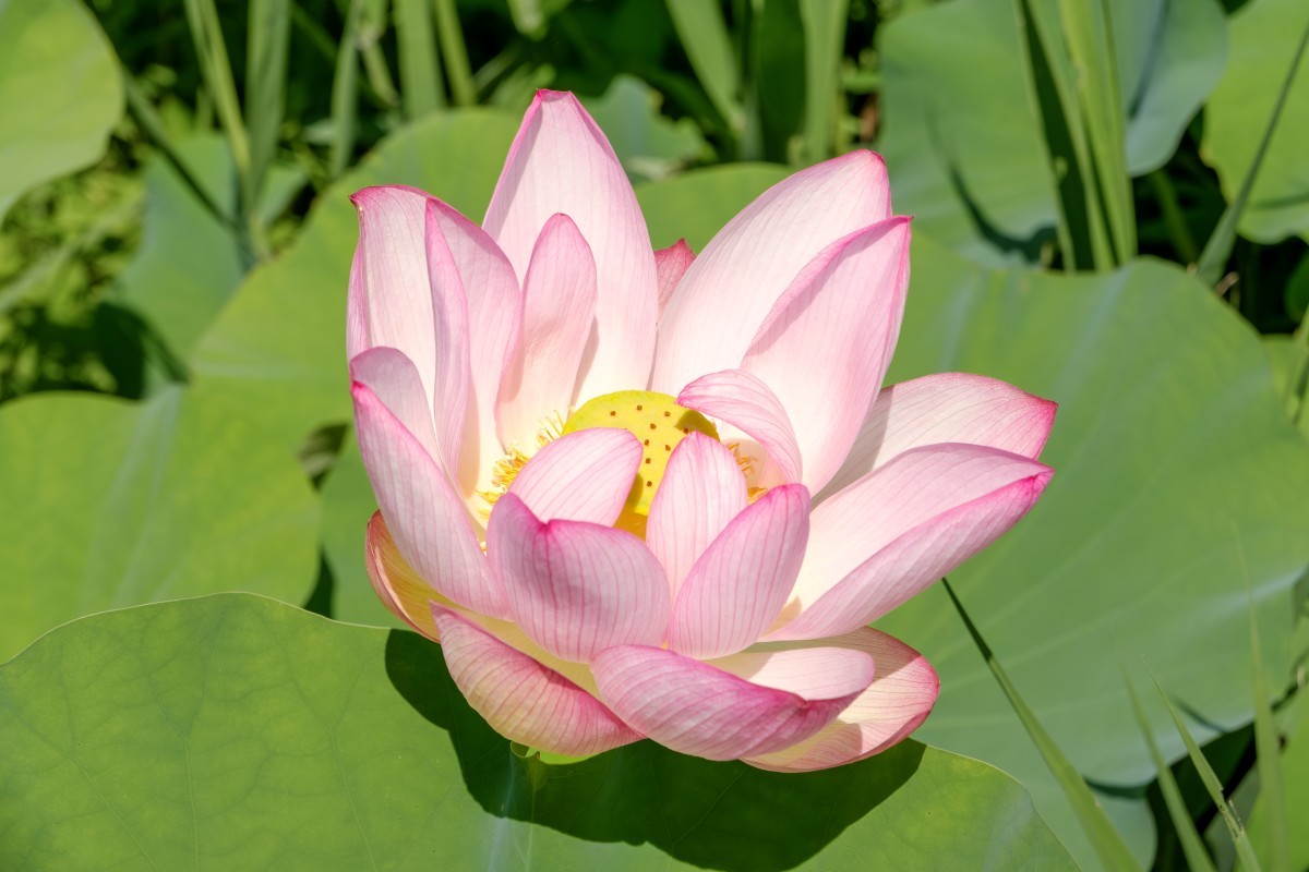 연꽃이 꽃잎을 여는 모습. / kazutaka.Japan-shutterstock
