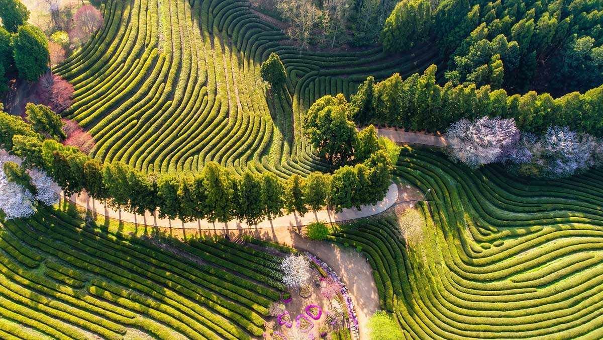 전남 보성 대한다원 차밭 전경. 산비탈을 따라 초록빛 차나무가 층층이 줄을 이루고, 산책로가 차밭 사이를 굽이돌고 있다. / 한국관광공사 포토코리아-고해영, ai