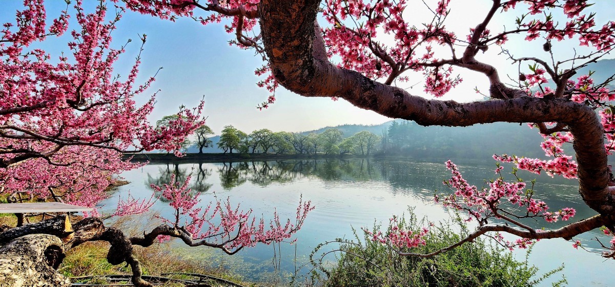 경산 반곡지에 핀 복사꽃. / ⓒ한국관광콘텐츠랩-박무수