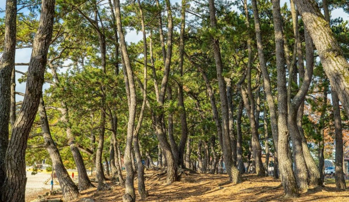 해남 송호해수욕장 해송 숲. / ⓒ한국관광공사 제공