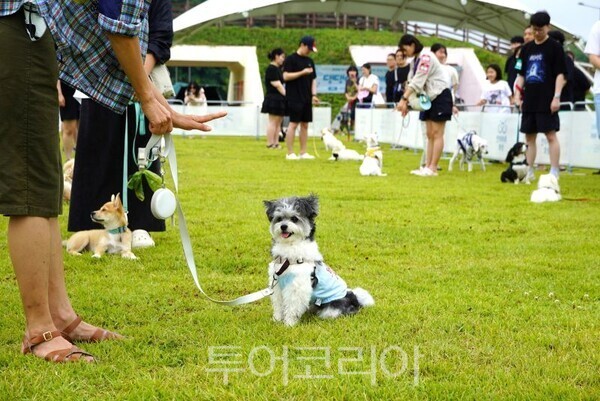 댕댕이랑 여름방학 /투어코리아뉴스 정명달 기자