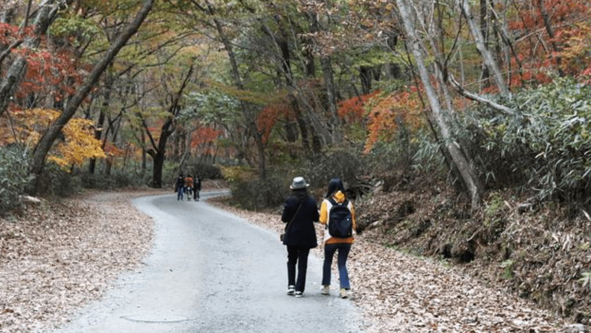 울창한 나무와 흙길이 어우러져 사계절 내내 아름다운 선암사 진입로의 전경이다. / 한국관광공사