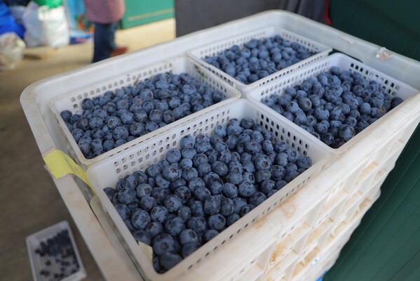 Photo shows some boxes of blueberries ready for shipment to overseas markets in Rizhao City, east China's Shandong Province. (Source: Publicity Department of CPC Rizhao Municipal Committee) Photo shows some boxes of blueberries ready for shipment to overseas markets in Rizhao City, east China's Shandong Province. (Source: Publicity Department of CPC Rizhao Municipal Committee)