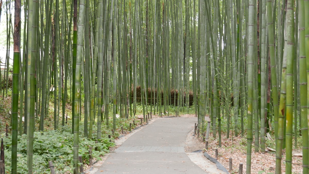 아라시야마 대나무숲. / RedRumStudio-shutterstock