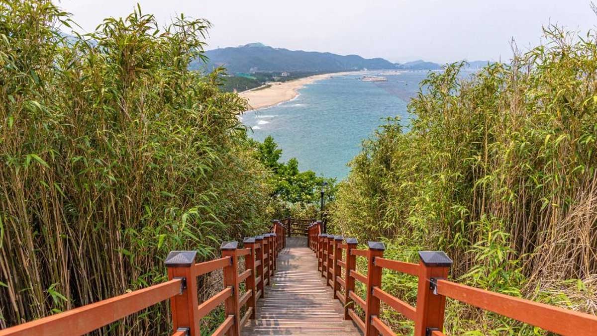 울창한 대나무 숲길을 지나 정상으로 연결되는 내륙 코스에서 바라본 아늑한 해변의 조망이다. / 한국관광공사