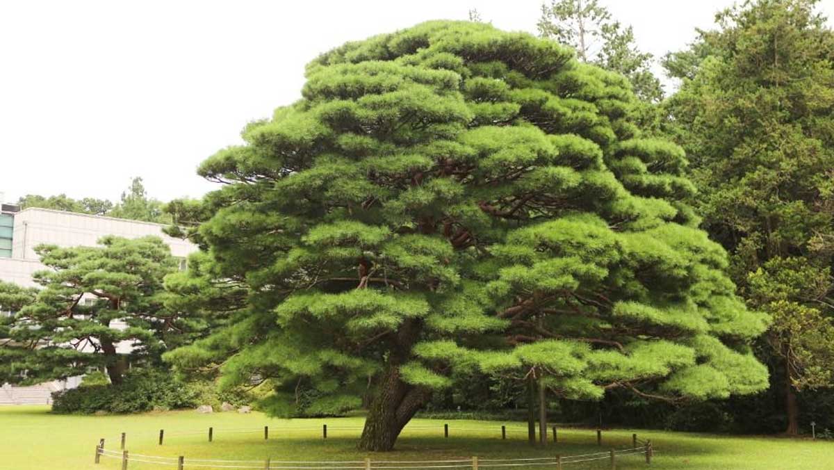 홍릉8경 중 하나로 지정된 수령 130년 이상의 거대한 반송이다. / 산림청 국립산림과학원