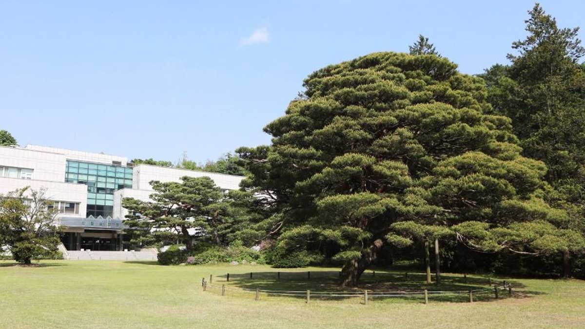 숲해설 프로그램과 함께 둘러보기 좋은 산림과학관 건물과 그 앞을 든든하게 지키고 있는 웅장한 반송의 전경. / 한국관광공사